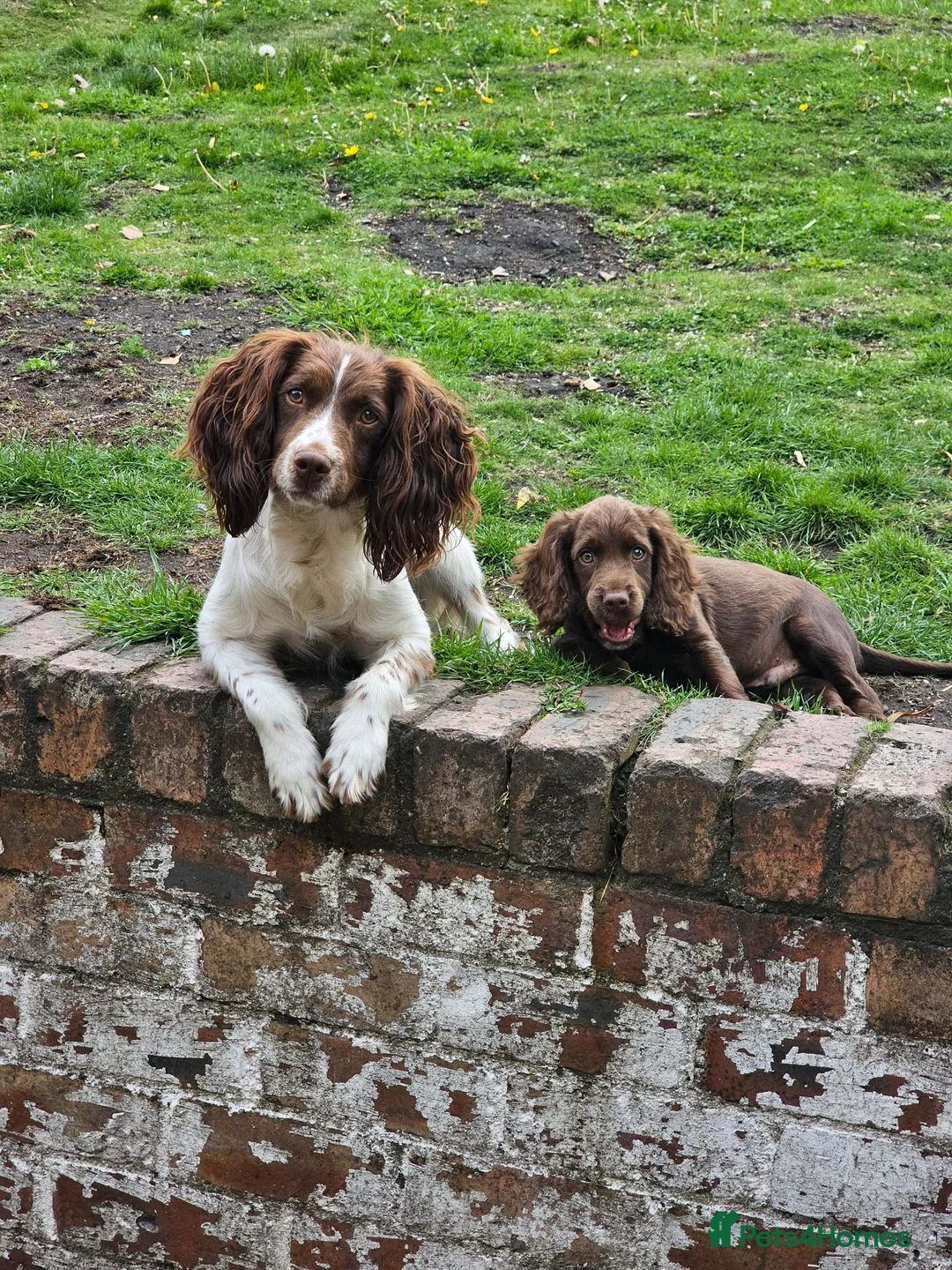 Sprocker dogs for sale: Male F1 sprocker pup - Advert 2