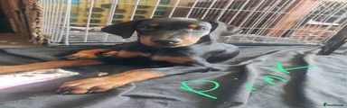Dobermann 5
