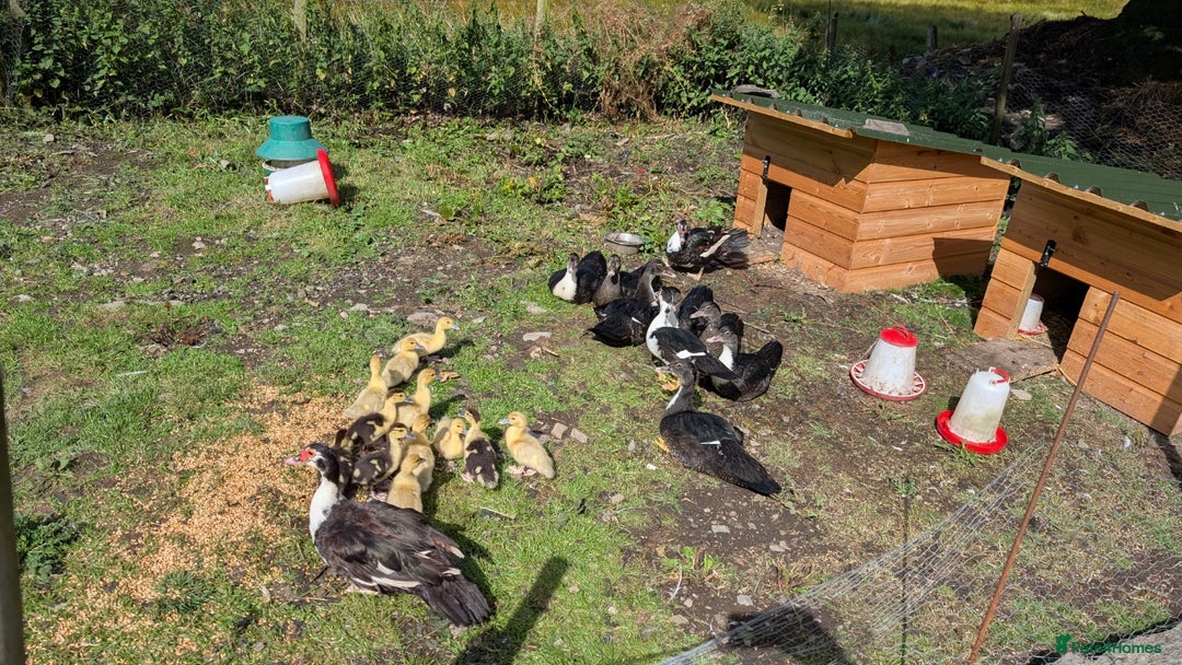 Ducks poultry for sale: Muscovy Ducklings - Image 4