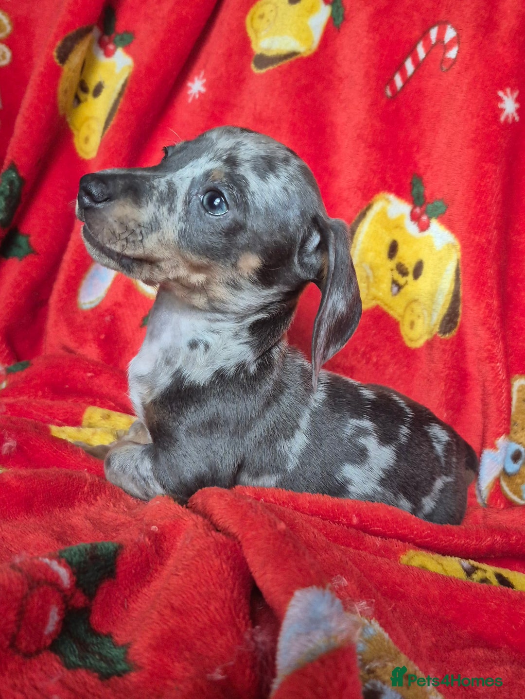 Dachshund dogs for sale: Stunning litter of dachsunds  - Advert 8
