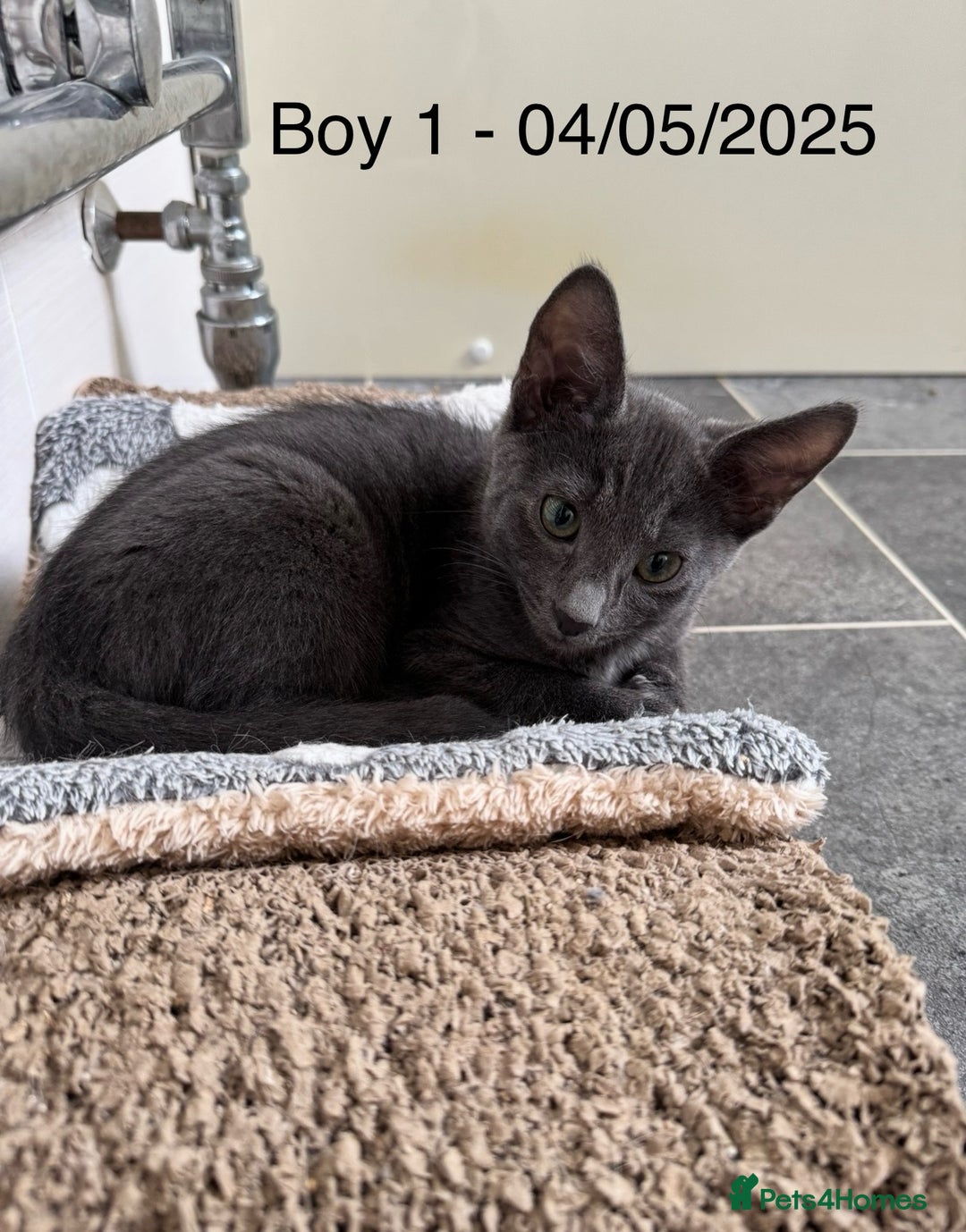 Domestic Shorthair cats for sale: x3 Beautiful and Playful Kittens - Image 5