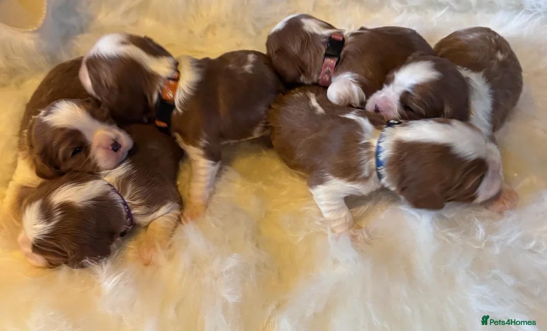 Cavalier King Charles Spaniel dogs for sale: Cavalier King Charles KC reg DNA 5* home breed - Advert 12