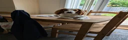 Cocker Spaniel dogs for sale: Wallace/Wally - Advert 11