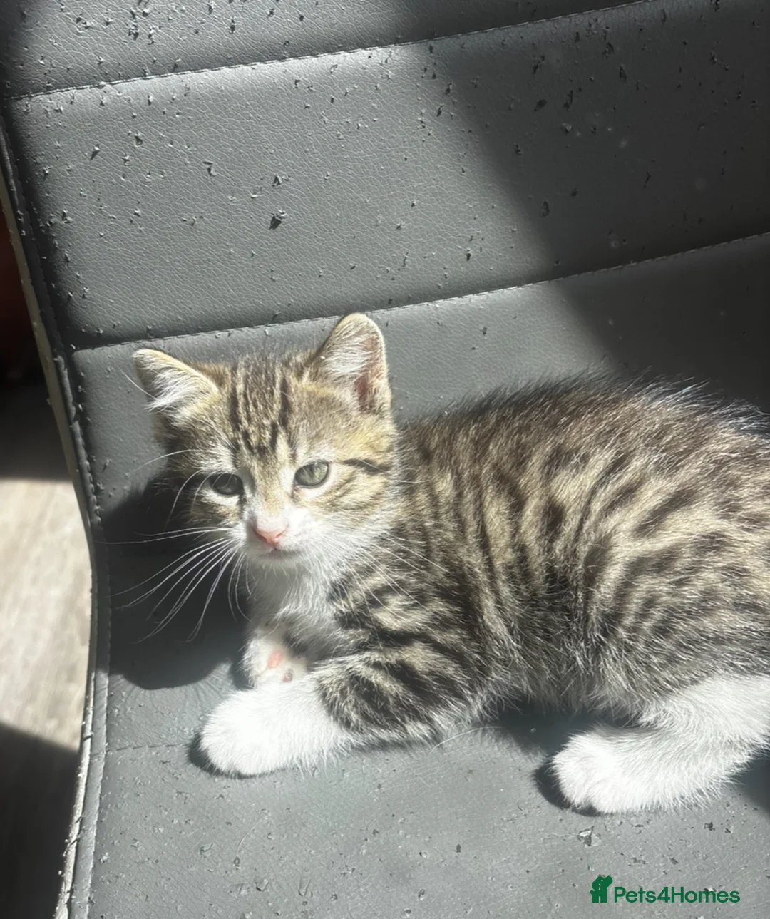 Russian Blue cats for sale: Four beautiful kittens 💛 - Advert 5