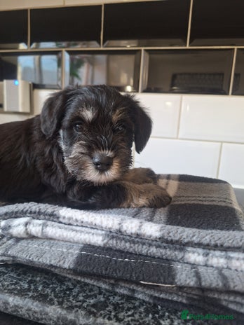 Miniature Schnauzer dogs - Advert 1