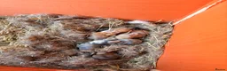 Mixed Breed rabbits for sale: 5 adorable bunnies  in Braunton - Advert 3