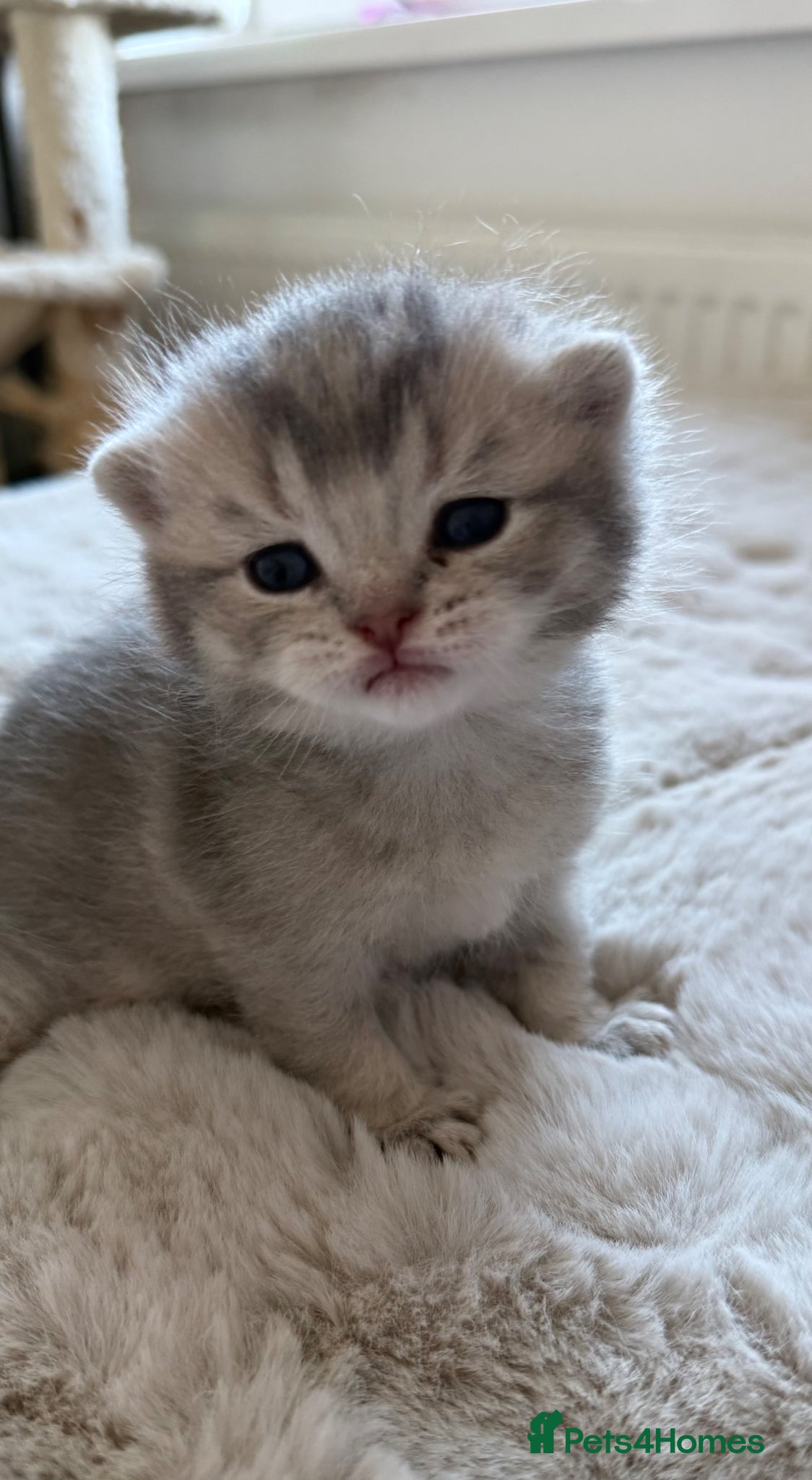 Scottish Fold cats Stunning Scottish fold/Scottish straight kittens🥰 - Advert 1
