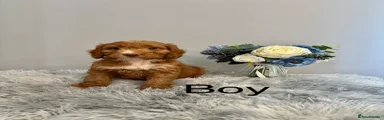Cockapoo 6