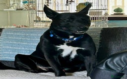 Mixed Breed dogs for sale: ***FERN RESCUE***TYSON 6 YO CROSSBREED - Image 3