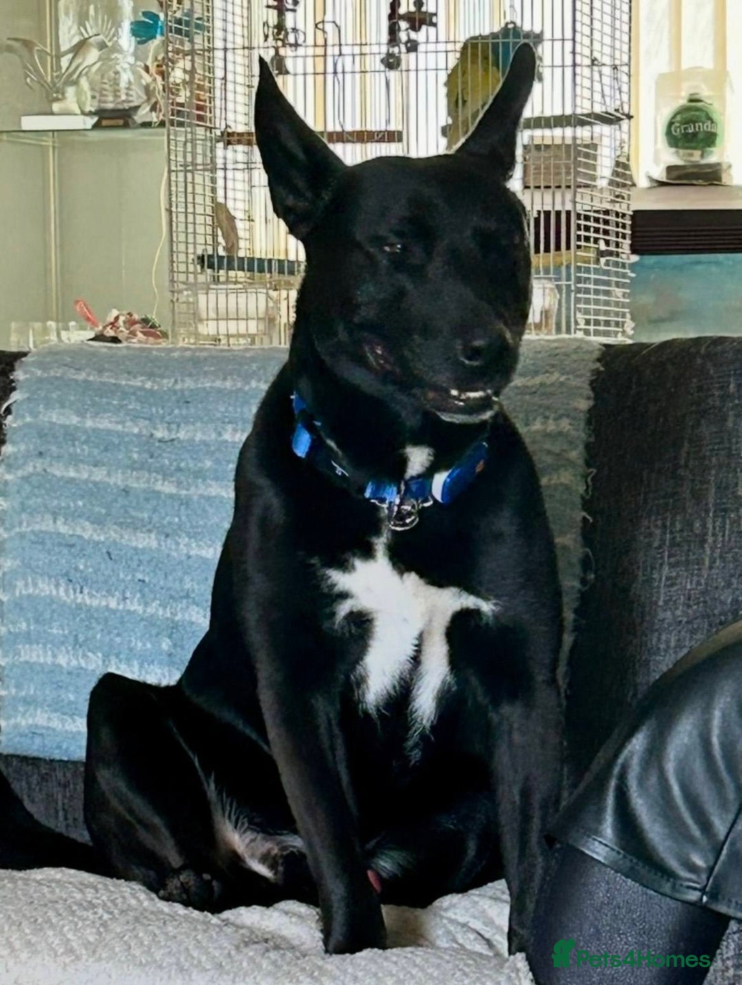 Mixed Breed dogs for sale: ***FERN RESCUE***TYSON 6 YO CROSSBREED - Image 3