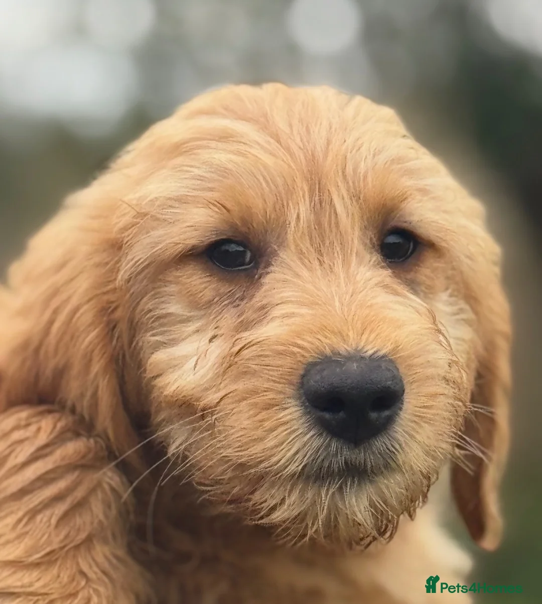 Mini Goldendoodle dogs for sale: Healthy Happy Goldendoodle Puppies - Advert 8