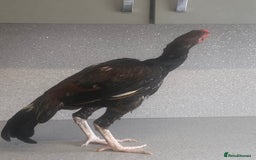 Chickens poultry for sale: Male aseel chicken - Image 1