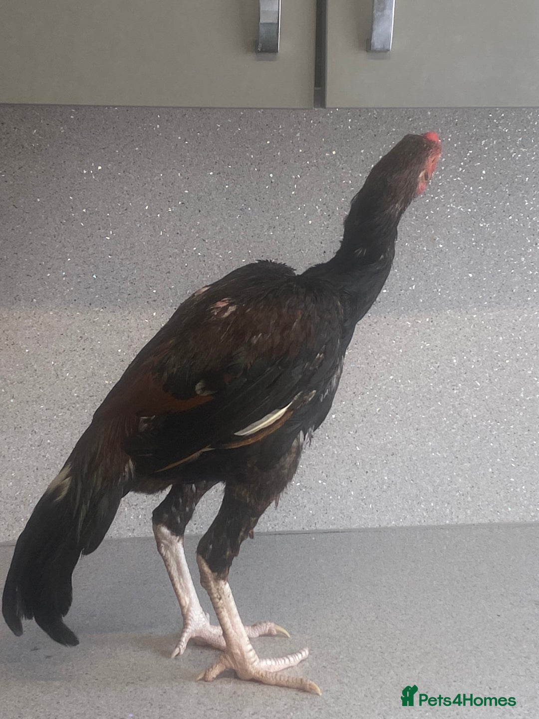 Chickens poultry for sale: Male aseel chicken - Image 1