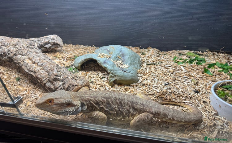 Dragon reptiles - Advert 4