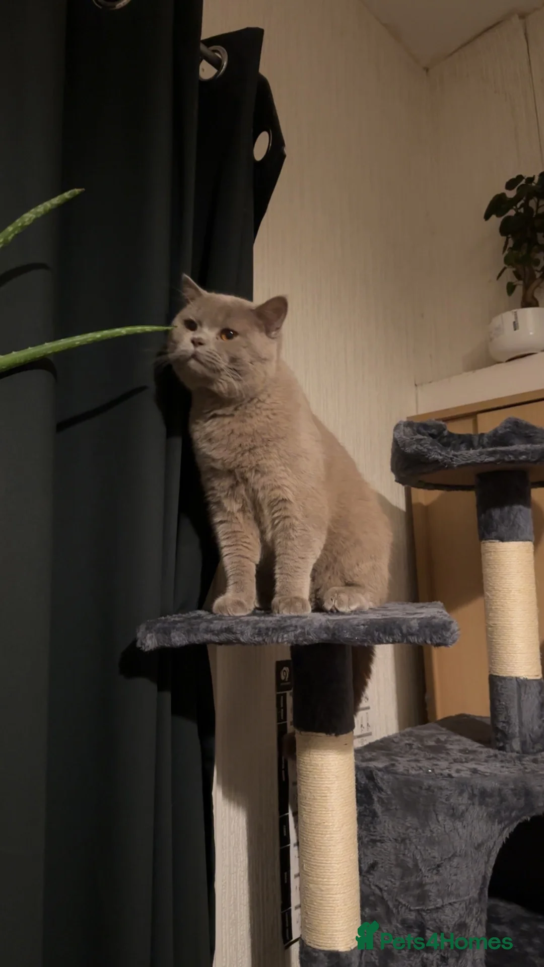 British Shorthair cats for sale: Lovely  Cats Looking for a Loving Home - Advert 2