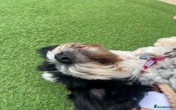 Cockapoo dogs for sale: 16 months cockapoo  - Image 4