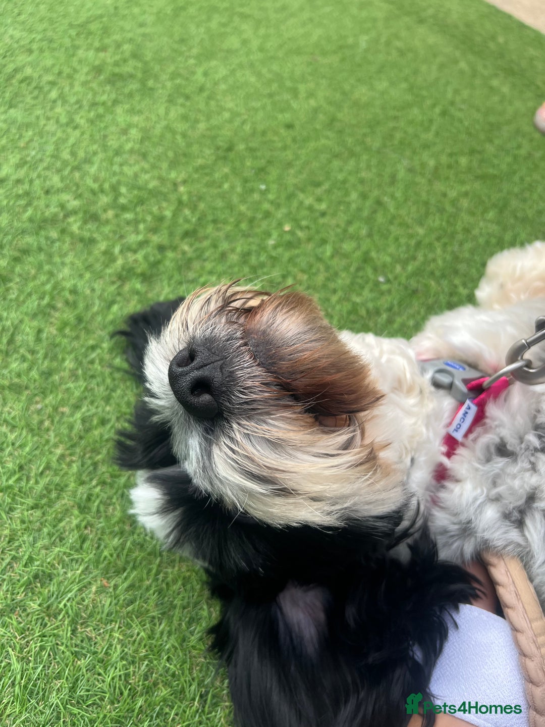 Cockapoo dogs for sale: 16 months cockapoo  - Image 4