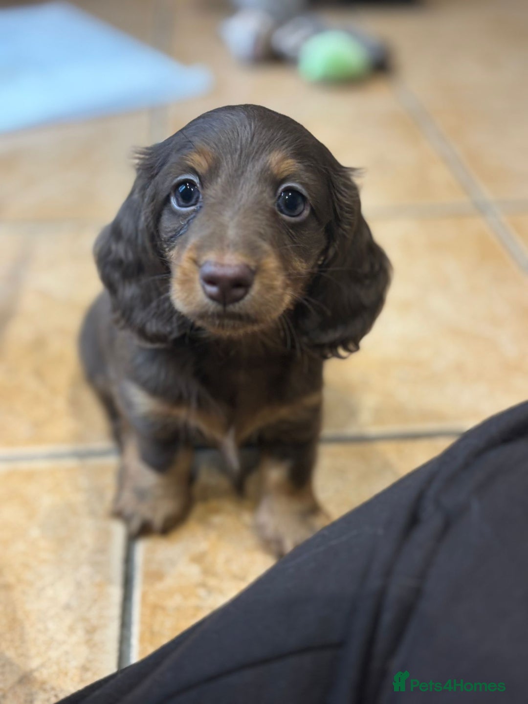 Miniature Dachshund dogs for sale: Stunning top quality miniature dachshund babies  - Advert 4