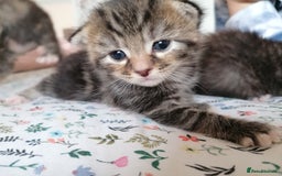 Domestic Shorthair cats for sale: Stunning kittens for sale  - Image 10