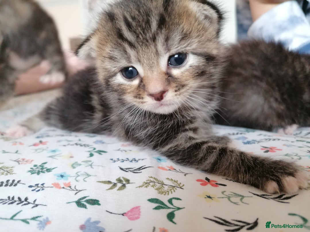 Domestic Shorthair cats for sale: Stunning kittens for sale  - Image 10