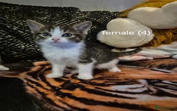 Domestic Shorthair cats for sale:  kittens  - Image 4