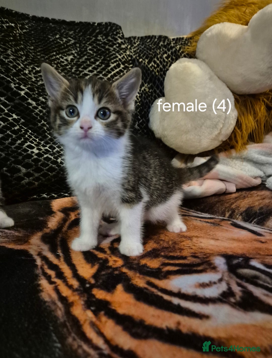 Domestic Shorthair cats for sale:  kittens  - Image 4