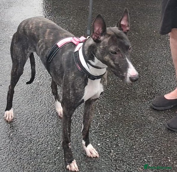 Mixed Breed dogs Adorable Avril wants a loving forever home - Advert 1