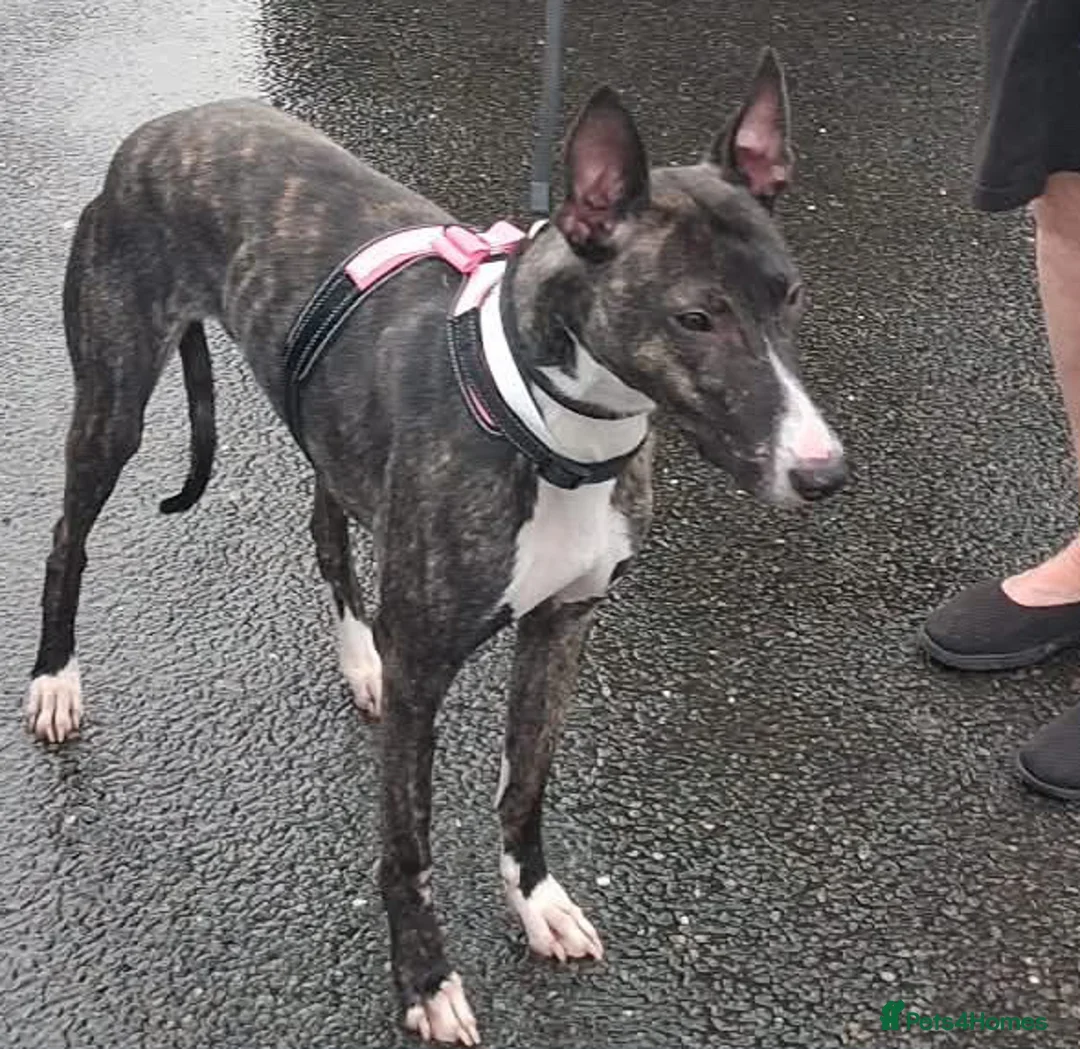 Mixed Breed dogs for adoption: Adorable Avril wants a loving forever home - Advert 1