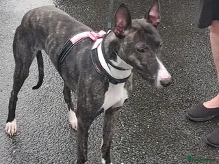 Mixed Breed dogs Adorable Avril wants a loving forever home - Advert 1