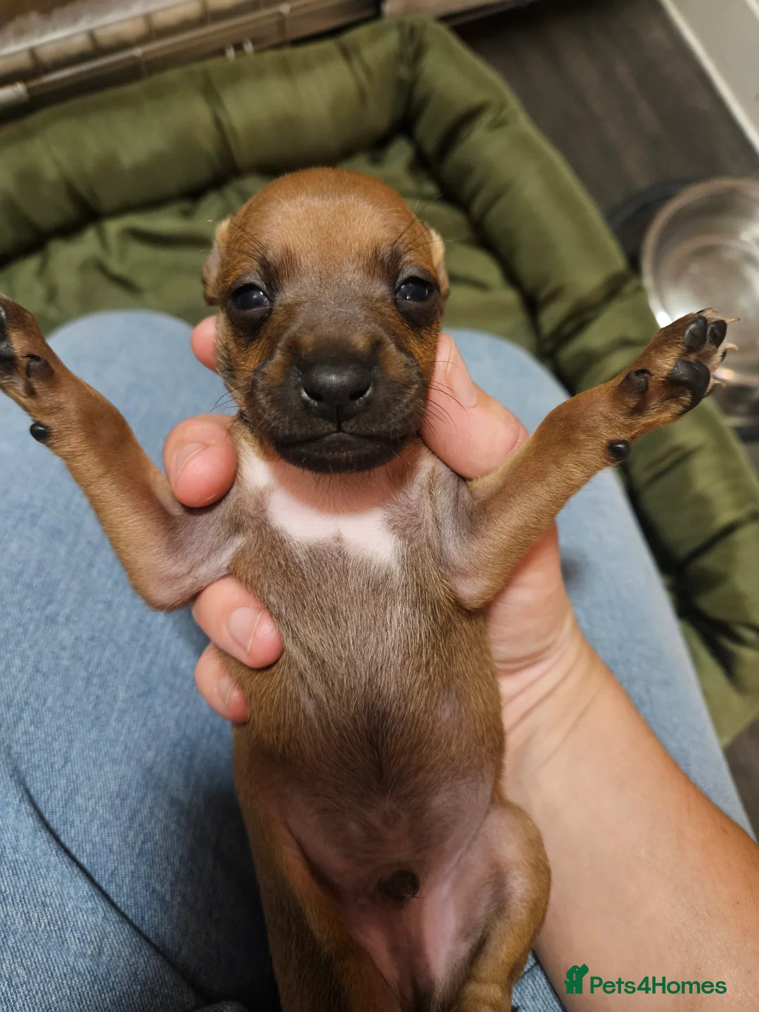 Italian Greyhound dogs for stud: Proven KC Italian Greyhound Stud from champ lines - Advert 9