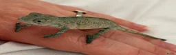 Chameleon reptiles for sale: Blue Ambanja Panther Chameleons  - Advert 15