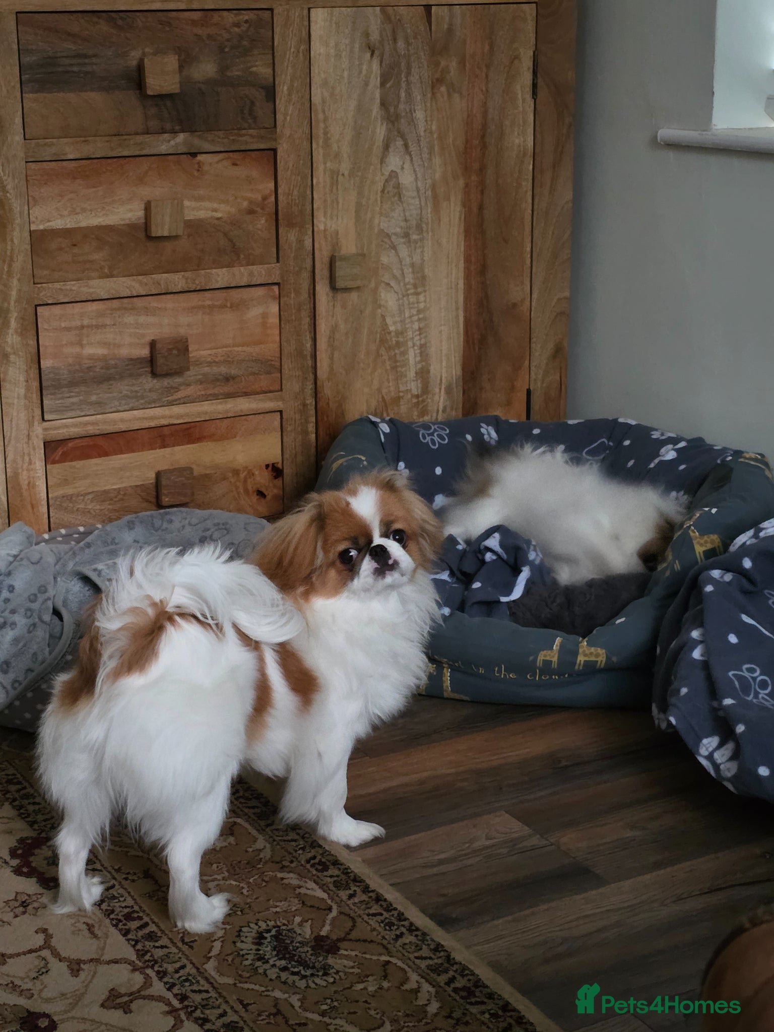 Japanese Chin dogs Japanese chin male for sale  - Advert 6