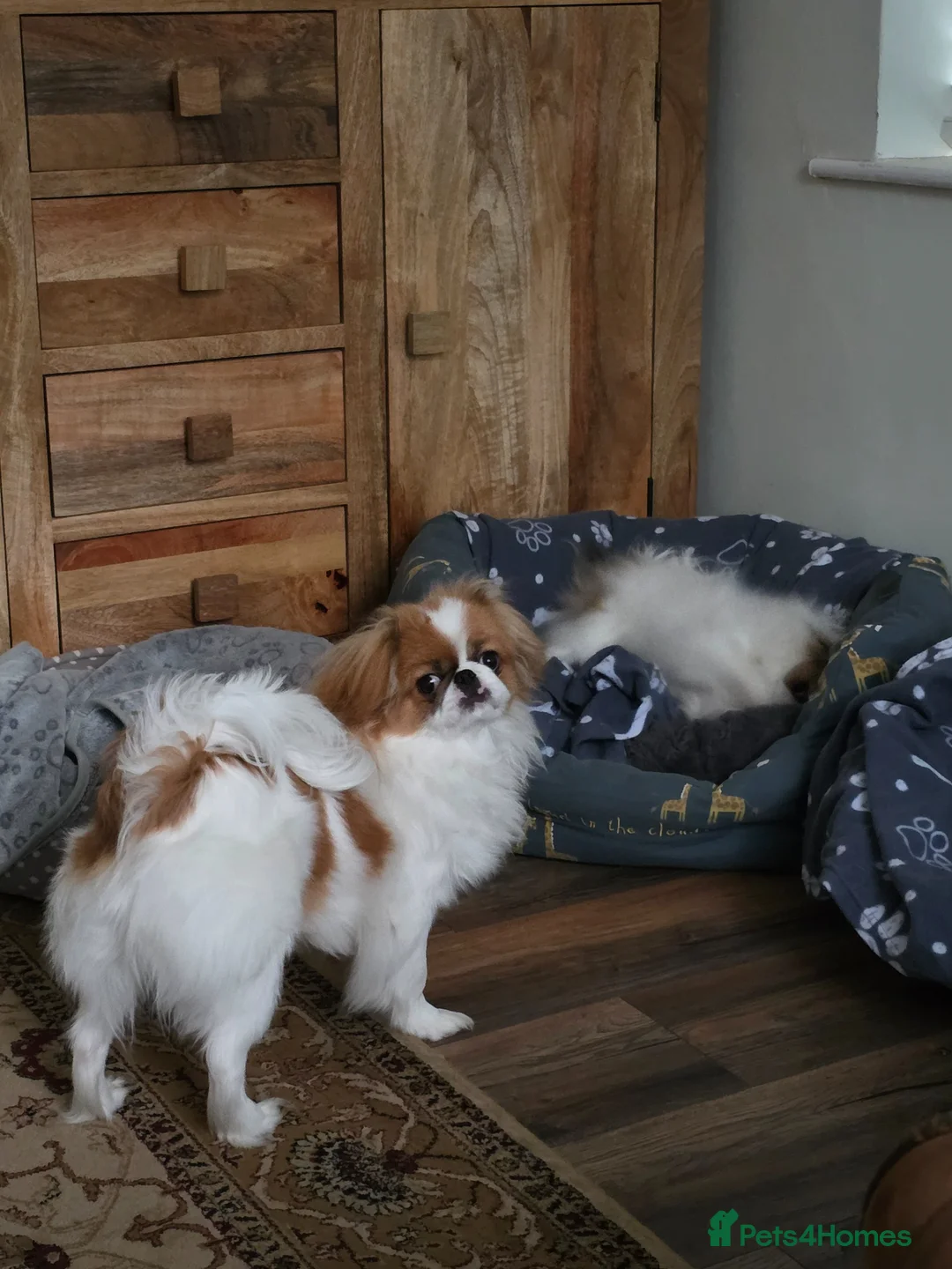 Japanese Chin dogs for sale: Japanese chin male for sale  - Advert 1