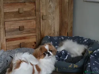 Japanese Chin dogs Japanese chin male for sale - Advert 8