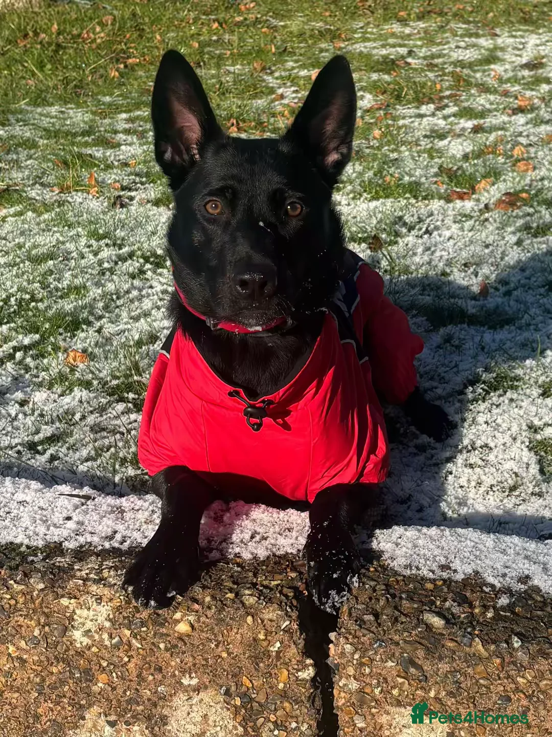 Belgian Shepherd Dog dogs for sale: Belgian Malinois - Advert 1