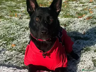 Belgian Shepherd Dog dogs Belgian Malinois - Advert 2