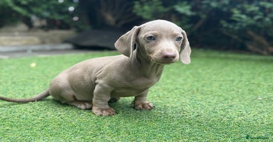 Miniature Dachshund dogs - Advert 10