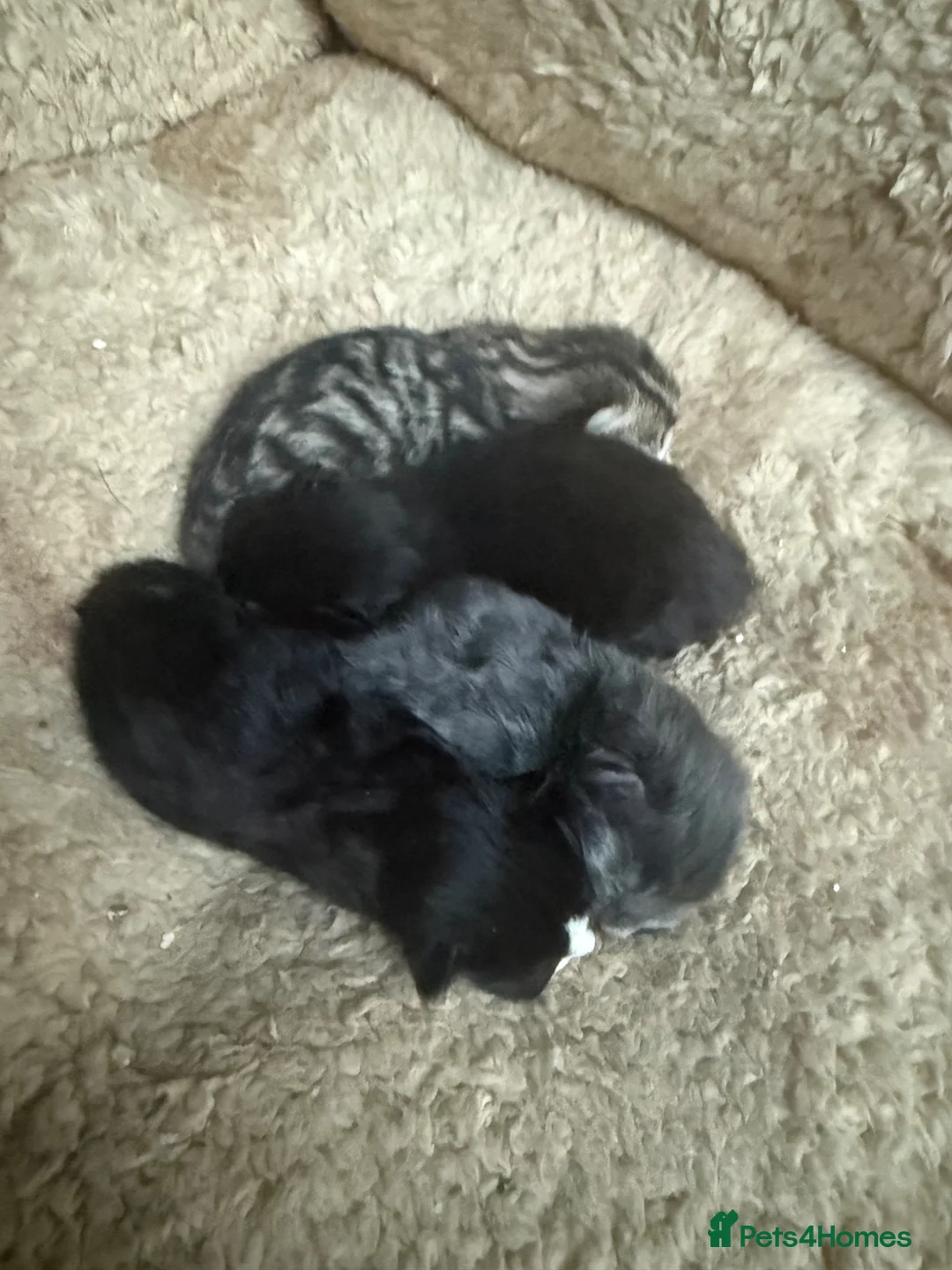 Mixed Breed cats for sale: Gorgeous Long Haired Tuxedo and Black Kittens - Advert 9