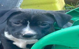 Mixed Breed dogs for sale: Aussie shepherd/staffy - Image 18
