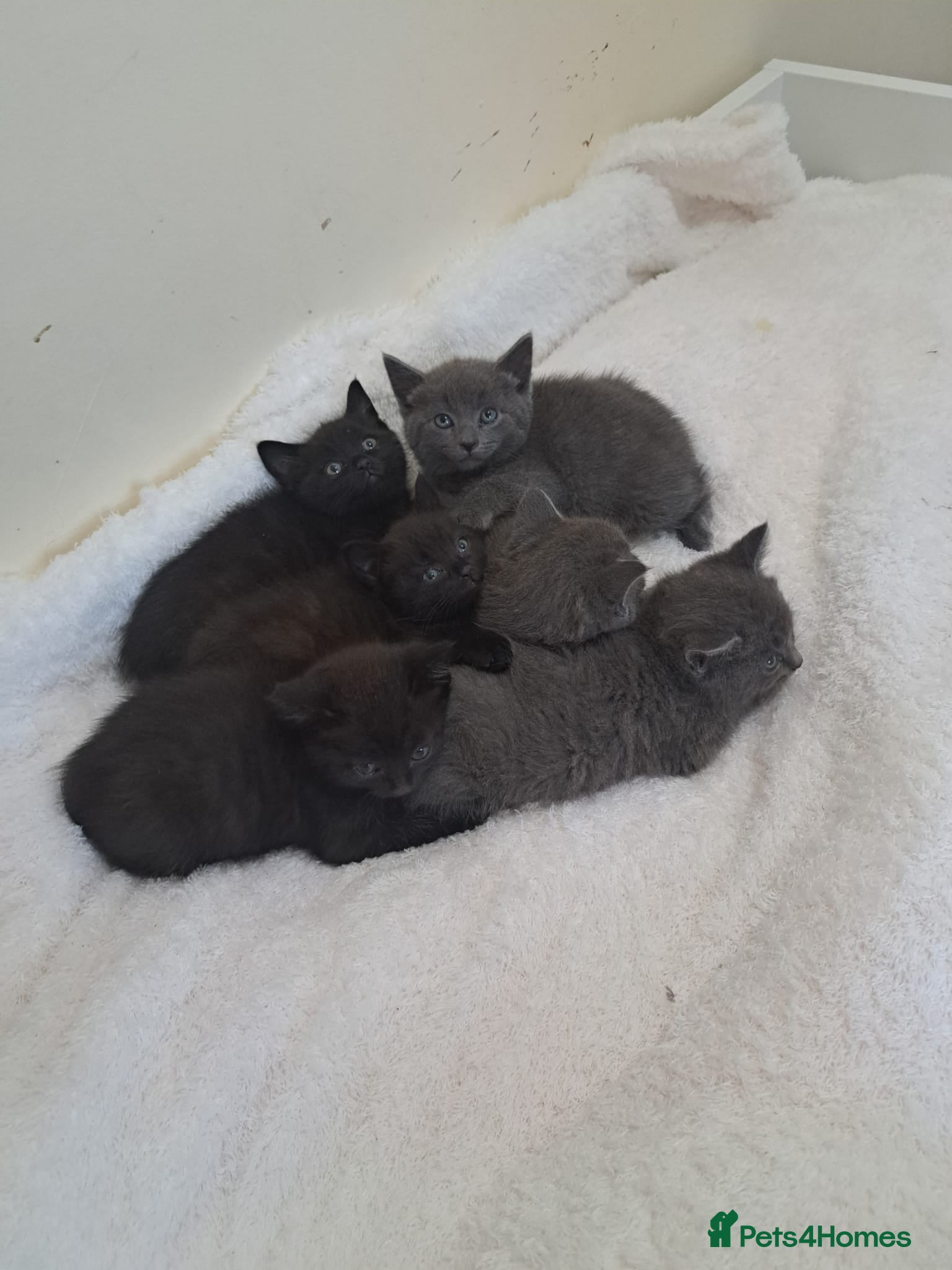 British Shorthair cats British shorthair kittens for sale  - Advert 2