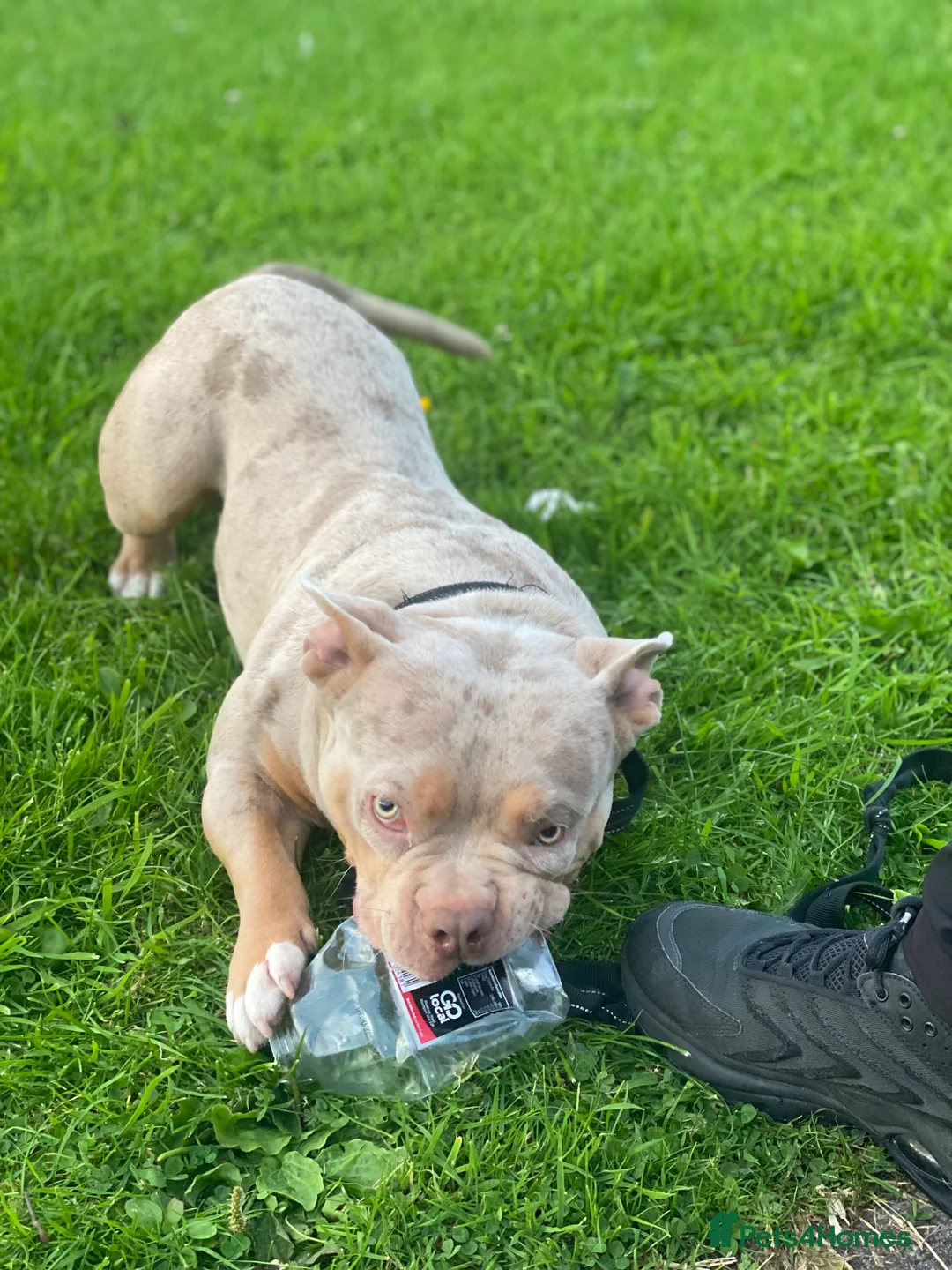 American Bully dogs for stud: Lilac tri Merle pocket bully ABKC registered in Manchester - Advert 13