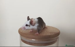 Mouse rodents for sale: 🐭 Female Mice Available for Adoption 🐭 - Image 9