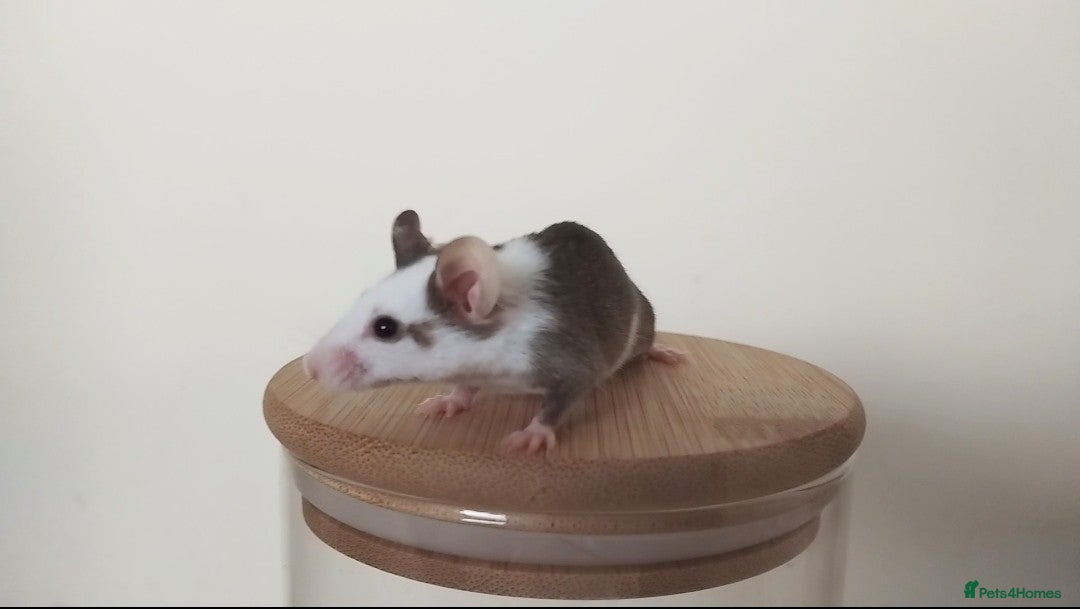 Mouse rodents for sale: 🐭 Female Mice Available for Adoption 🐭 - Image 9
