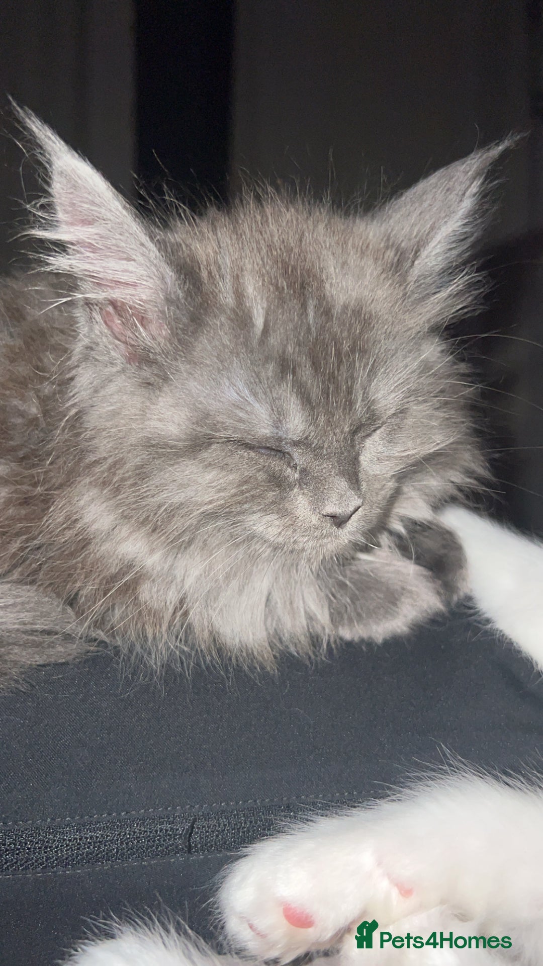 Maine Coon cats for sale: 2 odd eye male Mainecoon and 1 female smoke kitten - Advert 10