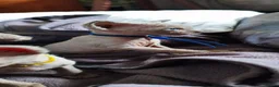 Sphynx cats for sale: Stunning Blue/Grey Sphynx Kitten ** All GONE *** - Advert 24