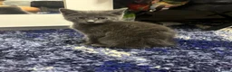 Domestic Shorthair cats for sale: kitten for sale  in Tilbury - Advert 6