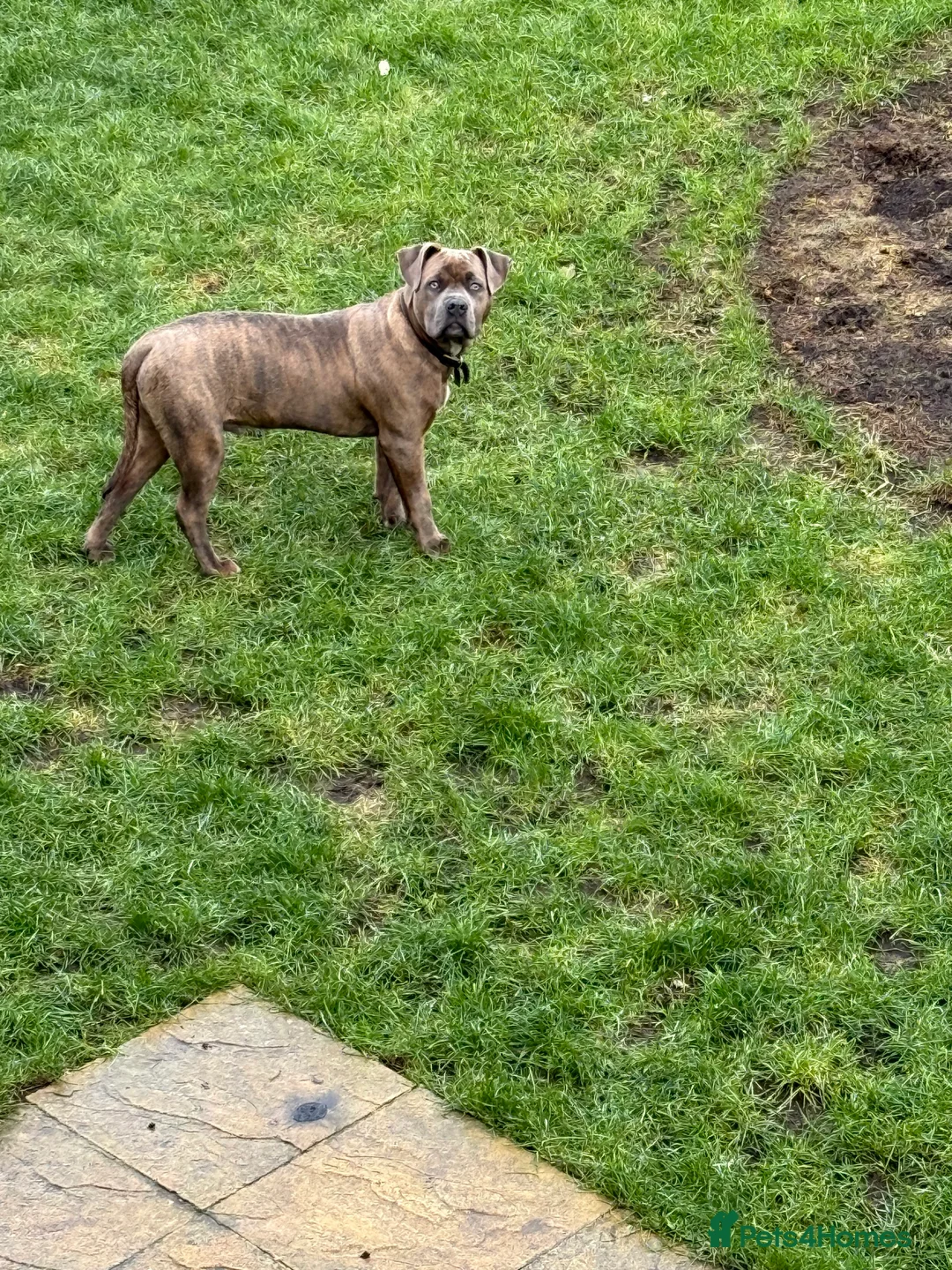 Mixed Breed dogs for sale: Mr Tigs  - Advert 6