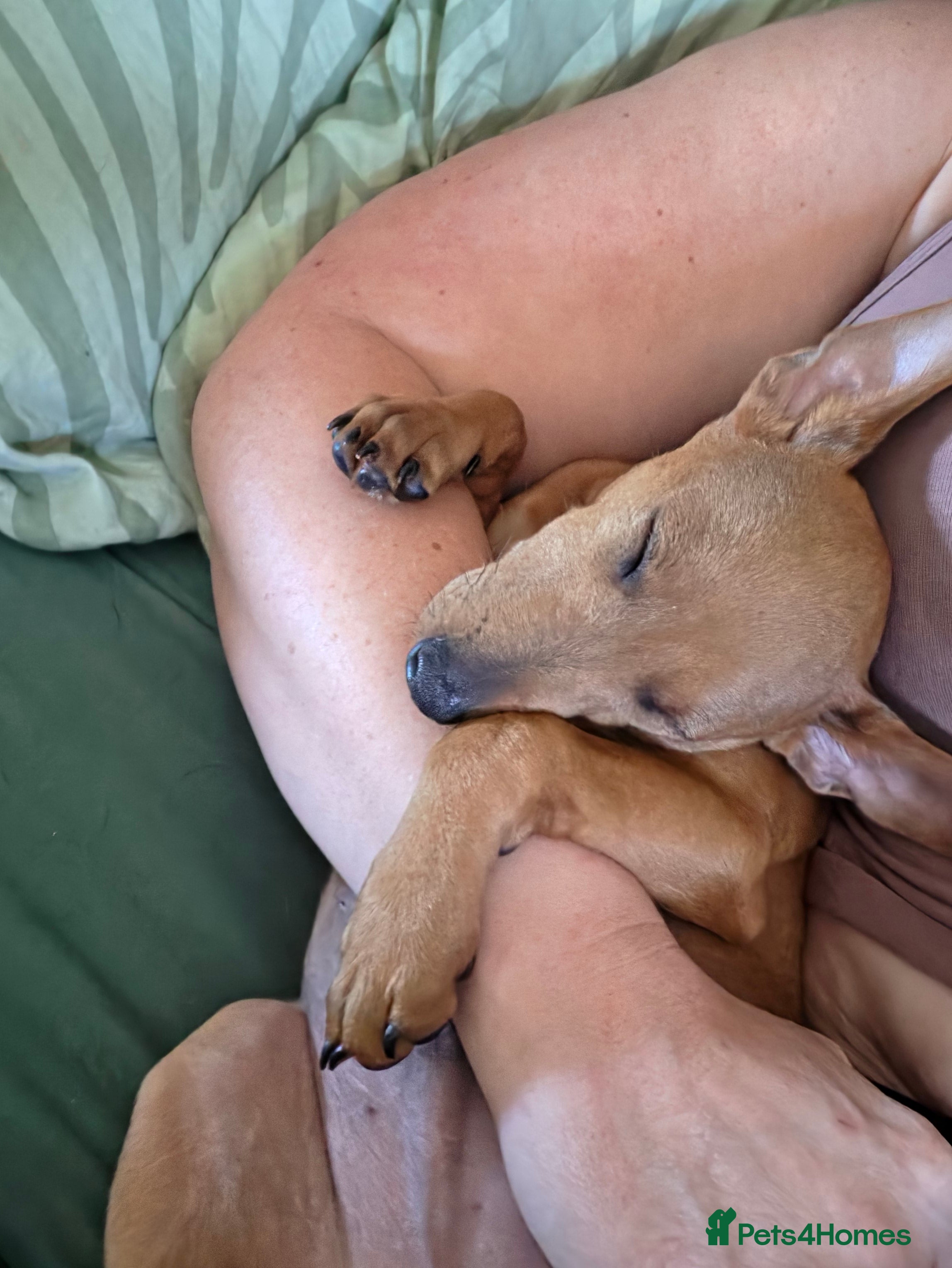 Miniature Pinscher dogs Adorable miniature pinscher puppies  - Advert 2