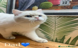 British Shorthair cats for sale: ⭐️⭐️GOLDEN BRITISH SHORTHAIR kittens👀🏠Gccf reg - Image 5