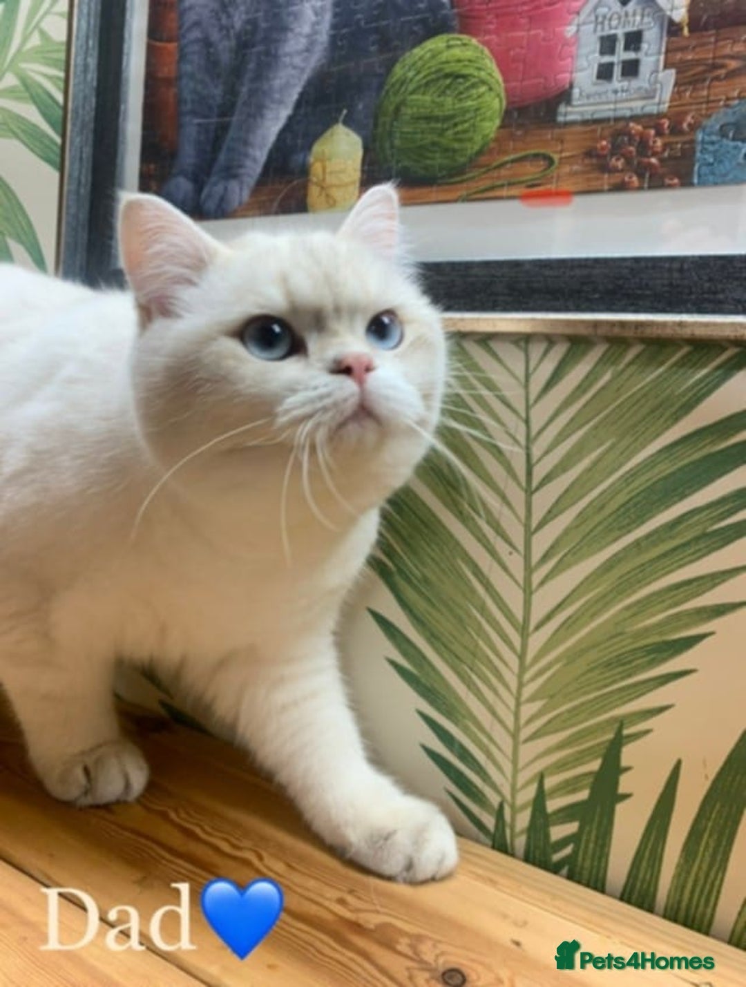 British Shorthair cats for sale: ⭐️⭐️GOLDEN BRITISH SHORTHAIR kittens👀🏠Gccf reg - Image 5